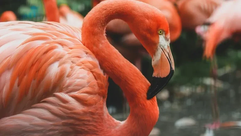 Zookeepers Sheltered Flamingos in Restroom During Hurricane Isaias - Featured image
