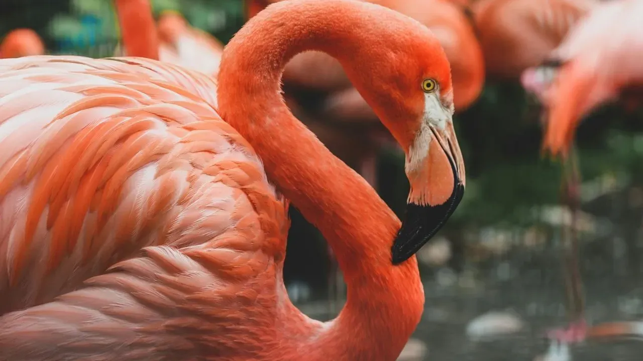 Zookeepers Sheltered Flamingos in Restroom During Hurricane Isaias