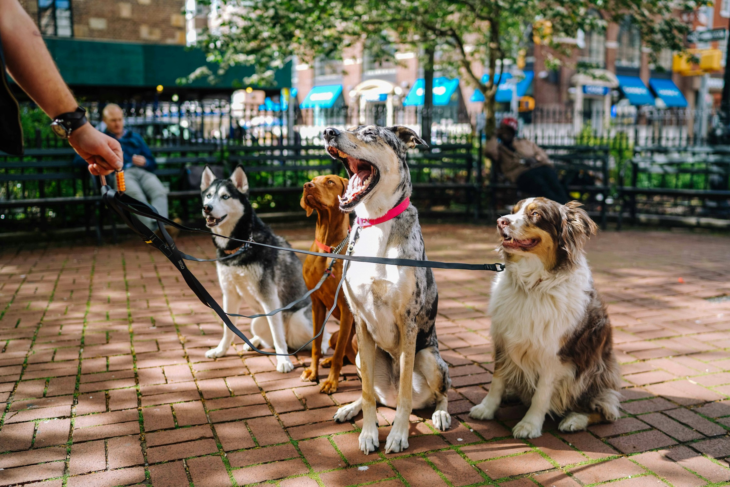Why Some Dogs Pee a Little When They Greet You