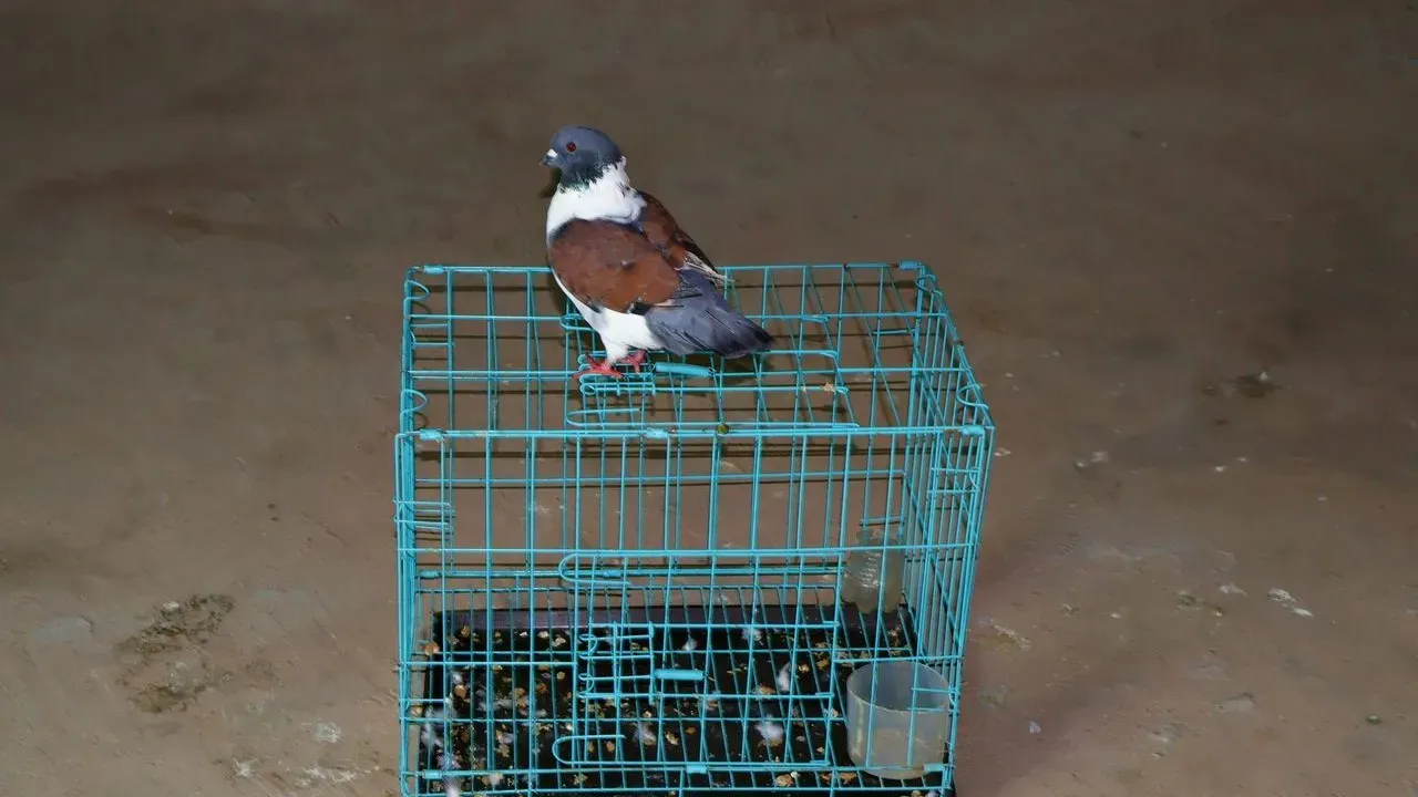 Man Allegedly Arrested After Hiding 10 Birds from Cuba in His Underwear