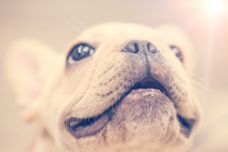 Why Your Dog Waits by the Door Minutes Before You Get Home - Featured image