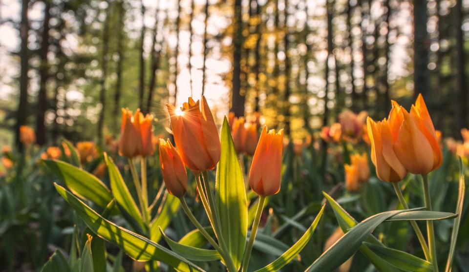Why Tulip Bulbs Need a Cold Winter Before They'll Bloom