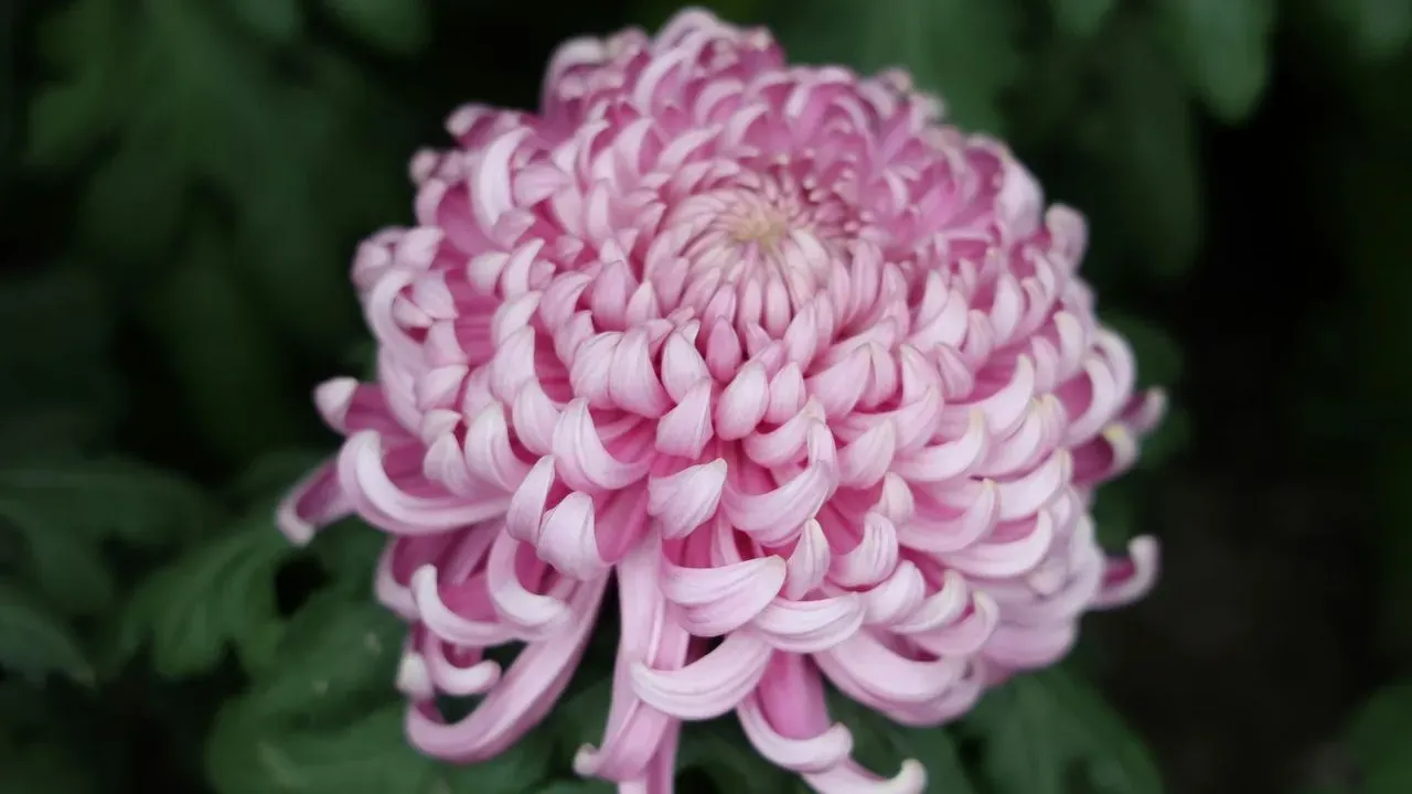 Chrysanthemums From Seed Deliver Fall Blooms on a Budget