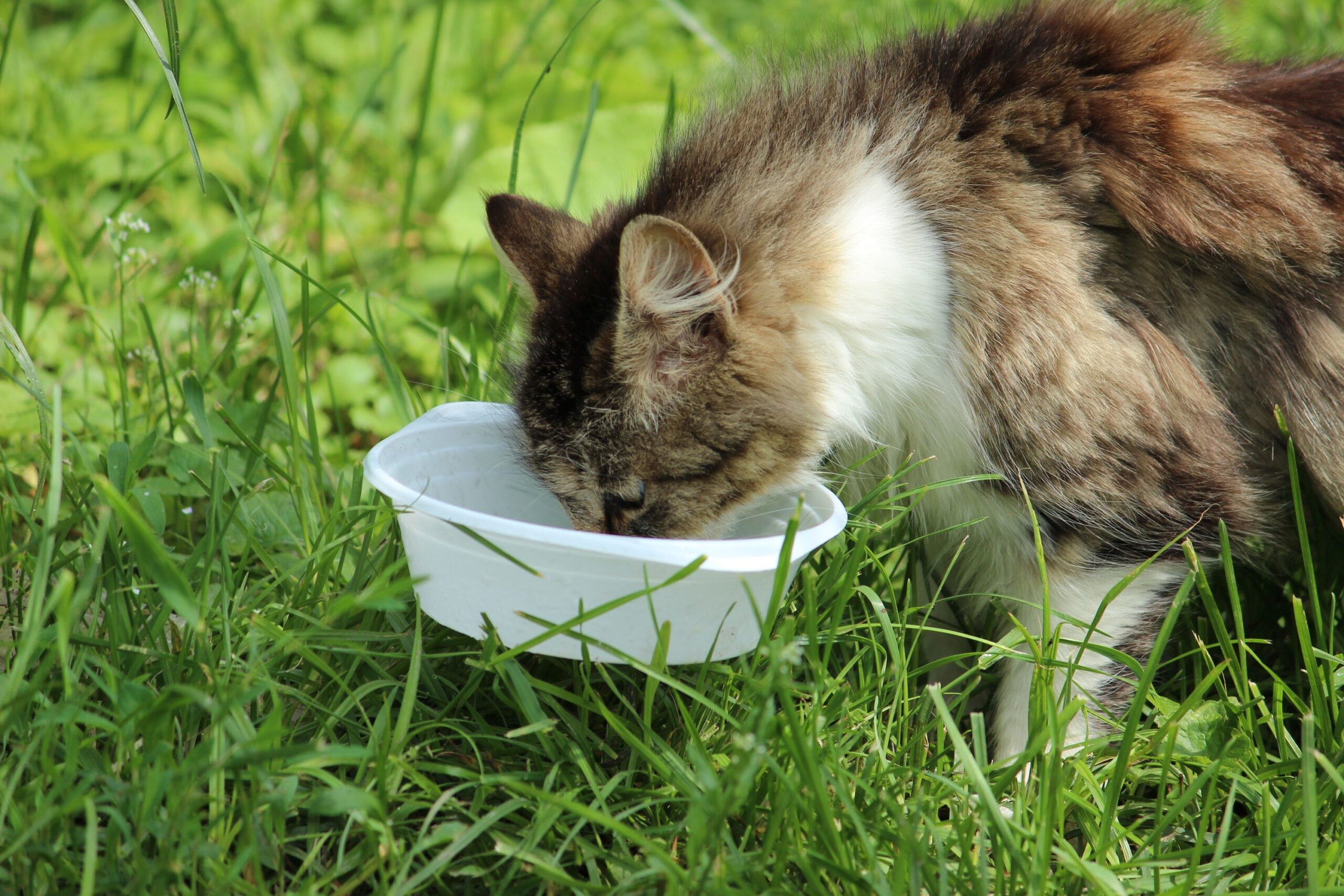 Why Cats Eat Grass and Then Throw It Up