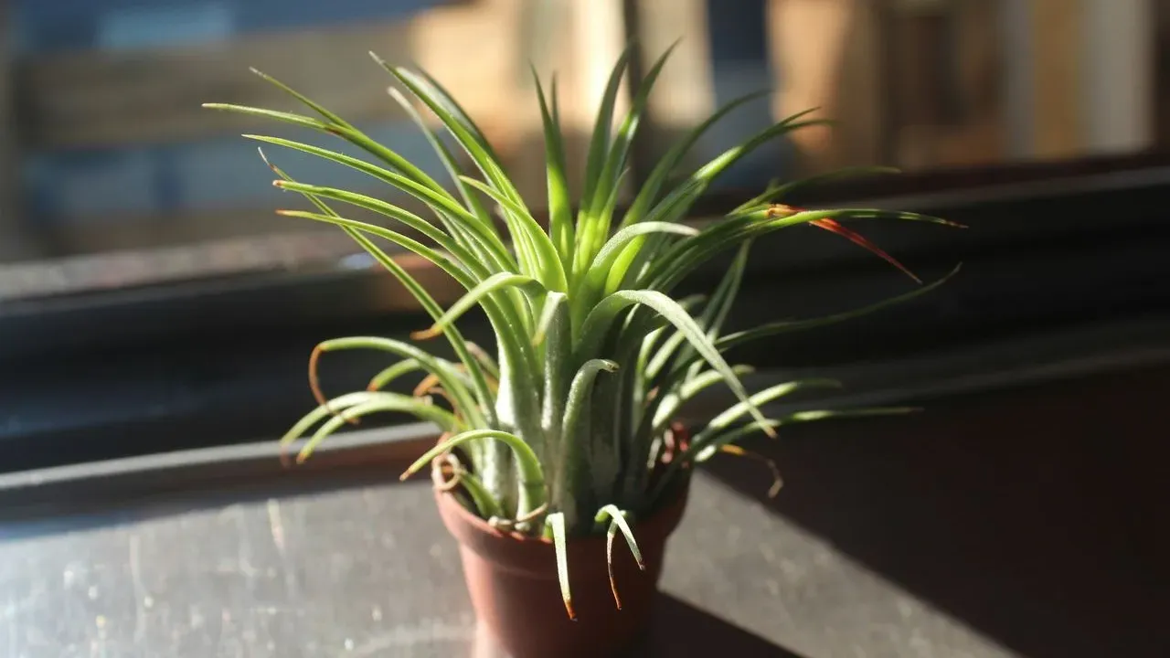 Tropical Bromeliads Offer Vivid Rosettes and Enduring Blooms for Pacific Northwest Gardeners