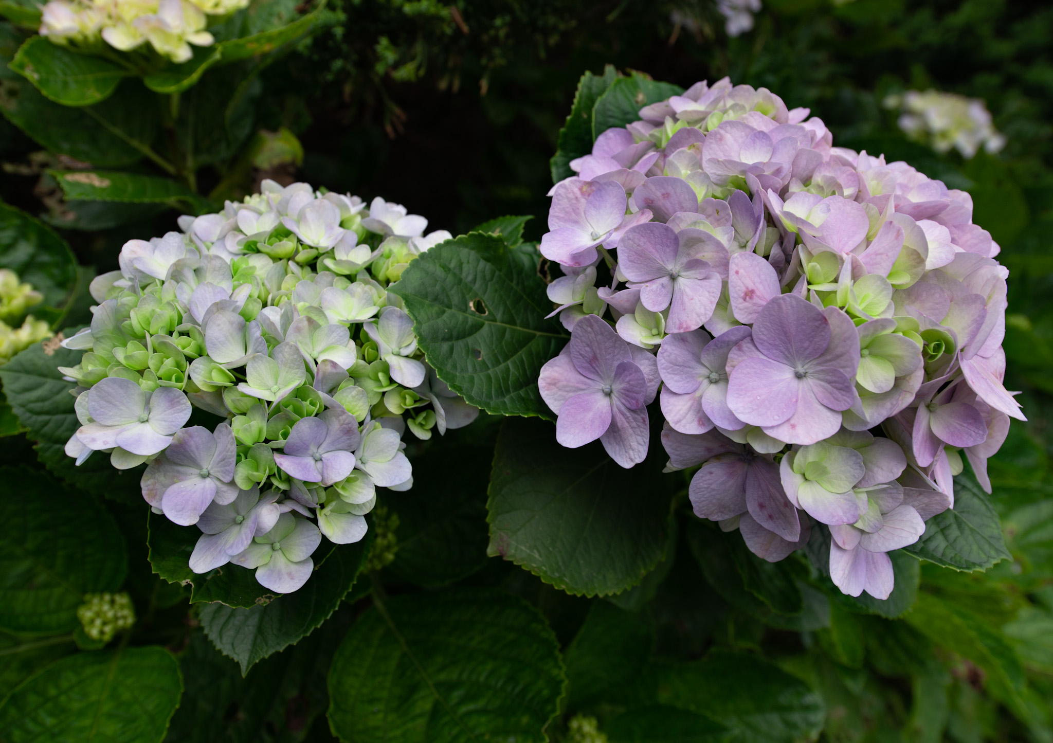 Why Gardeners Leave Dead Hydrangea Blooms Standing All Winter