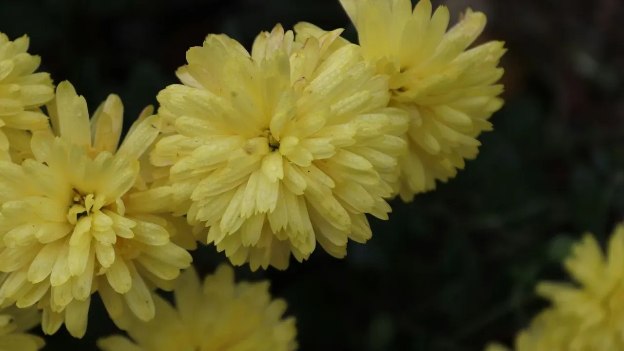 Keep Your Fall Mums Alive All Winter