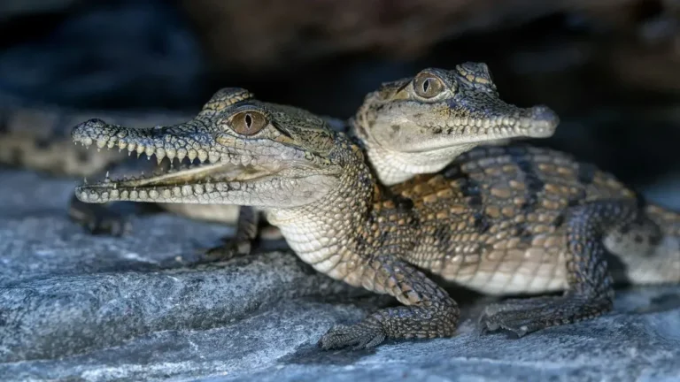 Houston Zoo Welcomes Baby Skinks, Vipers and Tortoises - Featured image
