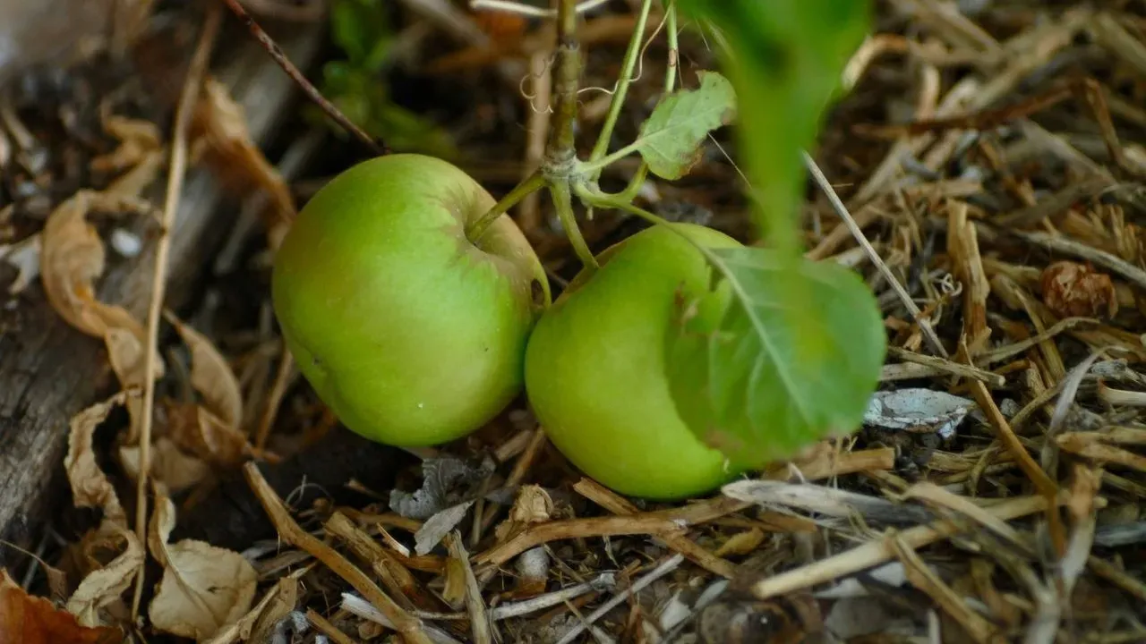 The Best Apples for Pie: 4 Varieties That Won't Turn to Mush in the Oven