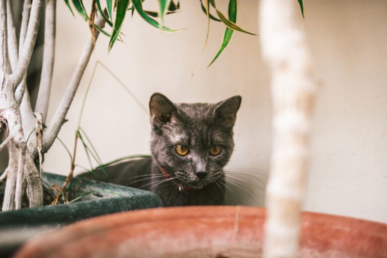 8 Houseplants That Are Safe for Homes With Cats and Dogs - Featured image