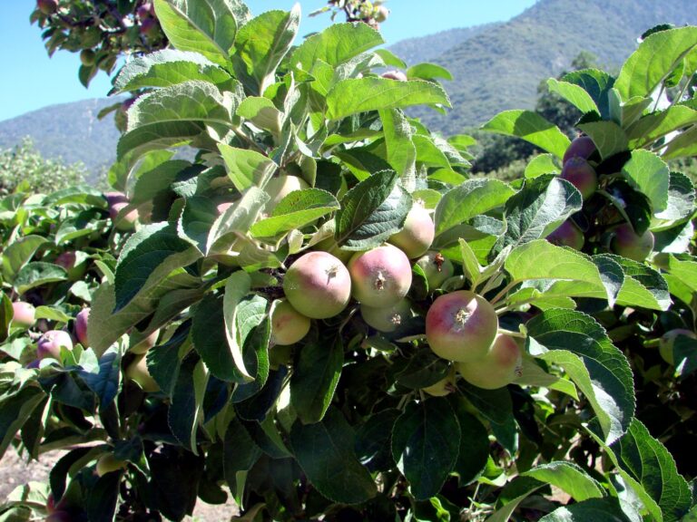 The Little "Apples" Growing on Oak Leaves That Aren't Fruit at All - Featured image
