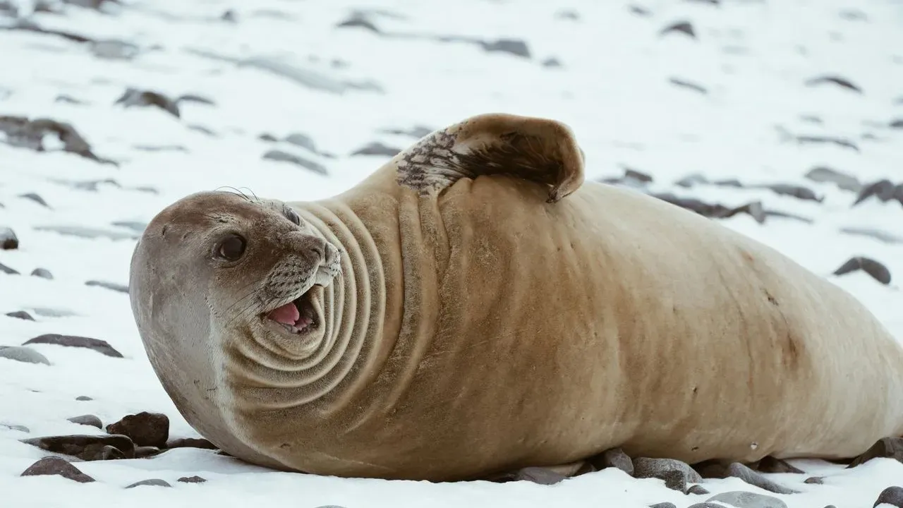 Orphaned Walrus Calf Annautaq Completes 4,000-Mile Journey from Alaska to SeaWorld Orlando