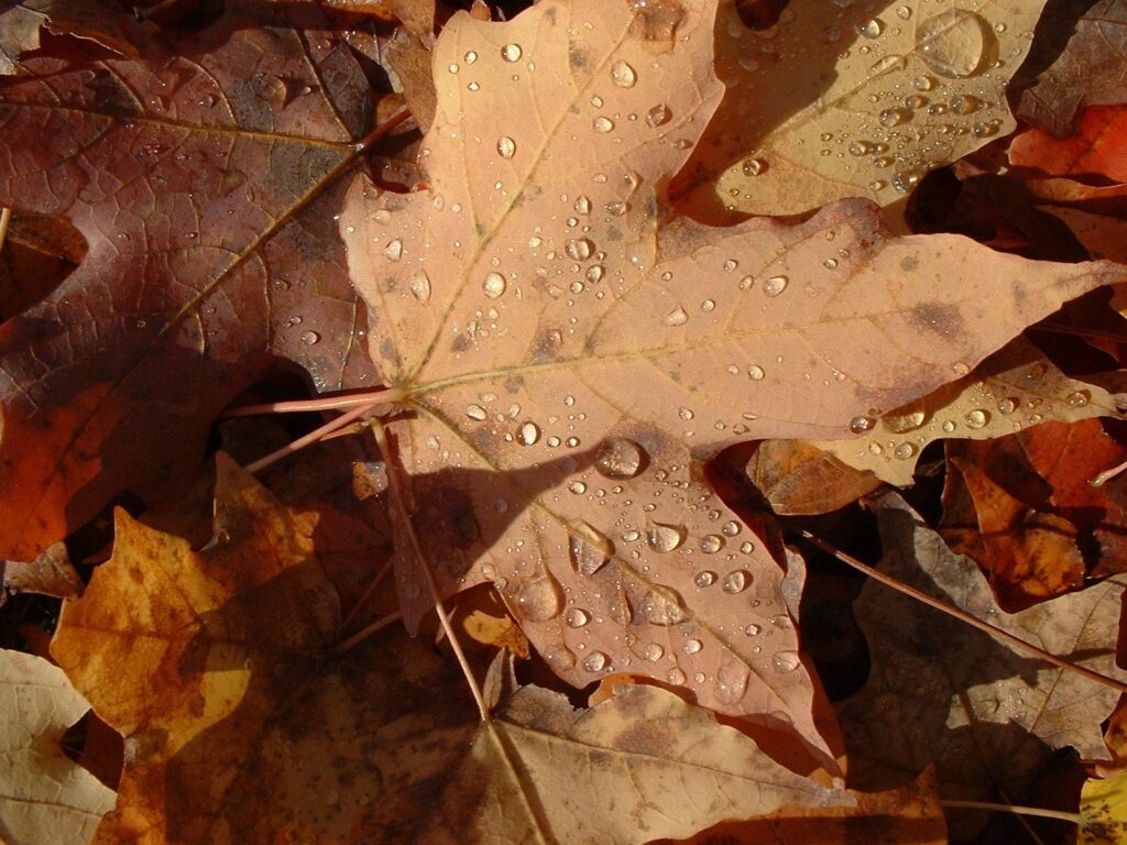 10 Fall Yard Chores Experts Say You Can Skip - Featured image