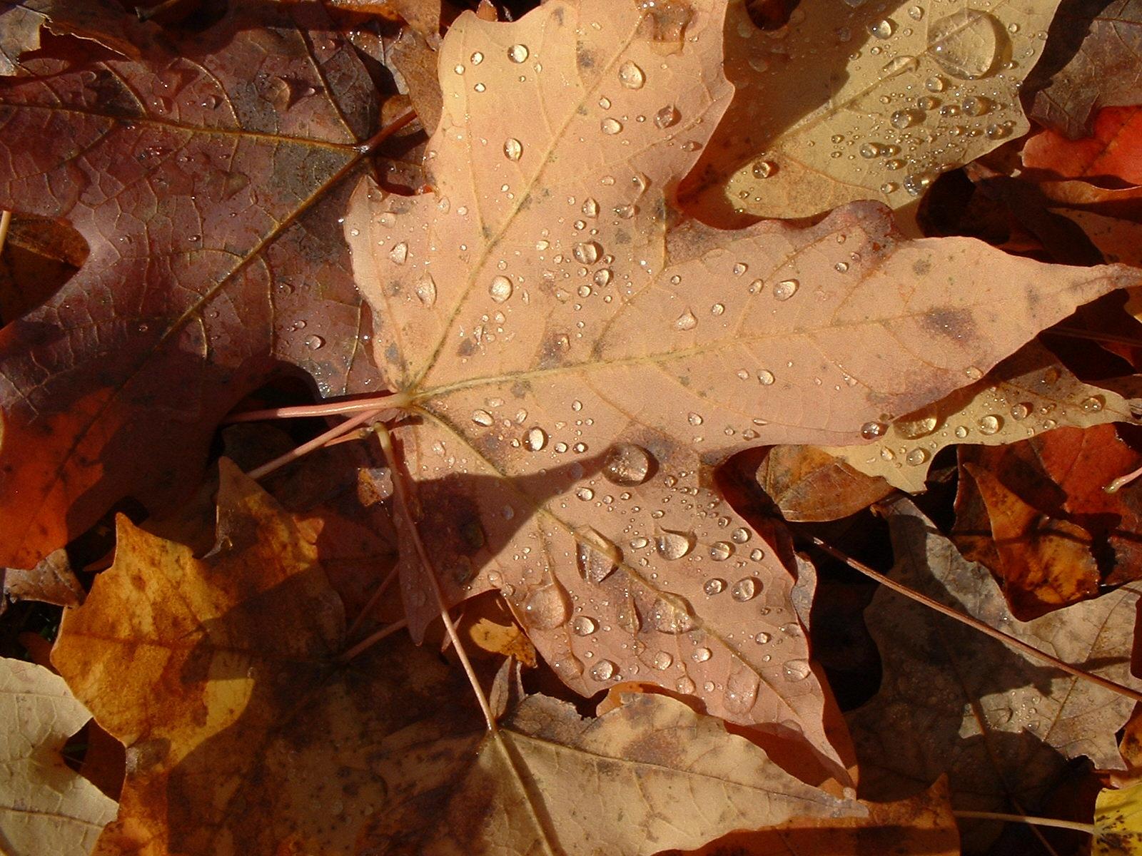 10 Fall Yard Chores Experts Say You Can Skip