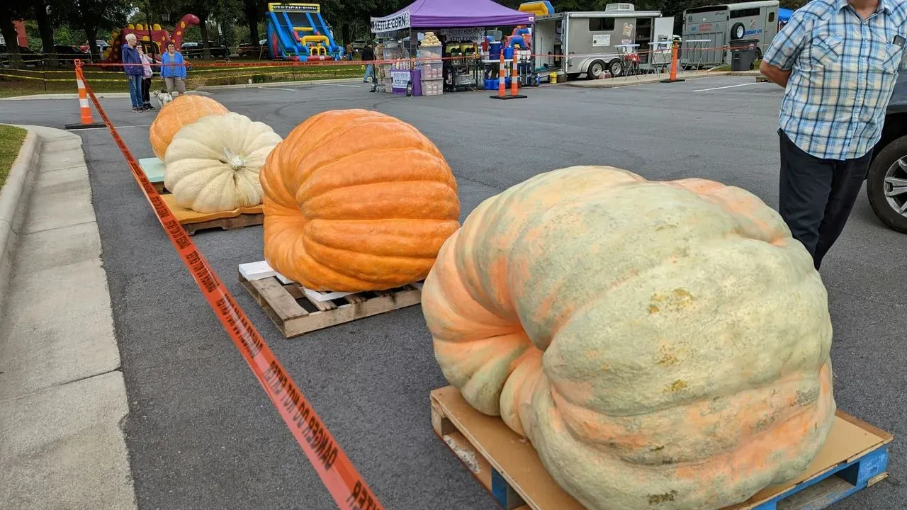 California Growers Prepare Massive Pumpkins for Annual Weigh-In and World Record Attempt