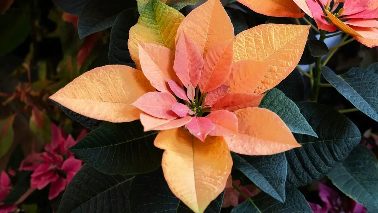 Poinsettias Come in Far More Than Red