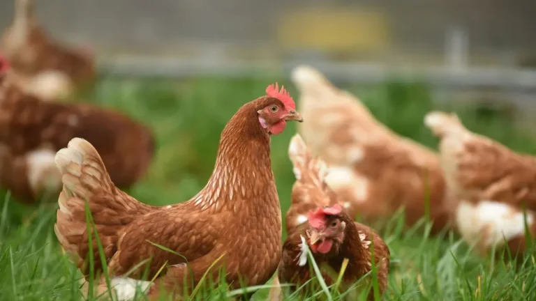 Chickens and Winter Chill: The Threshold That Matters Most for Your Flock - Featured image