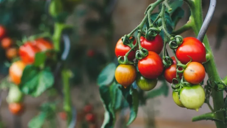 Save Late Tomatoes From Sudden Frost - Featured image
