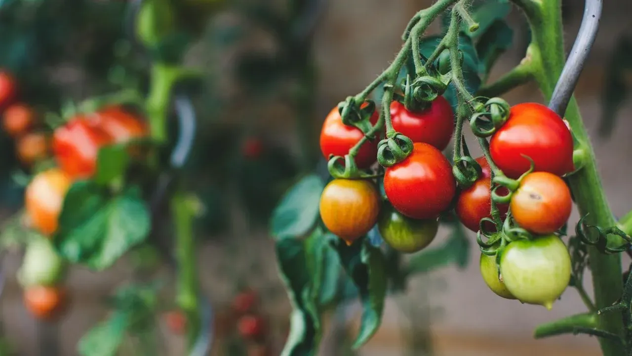 Save Late Tomatoes From Sudden Frost