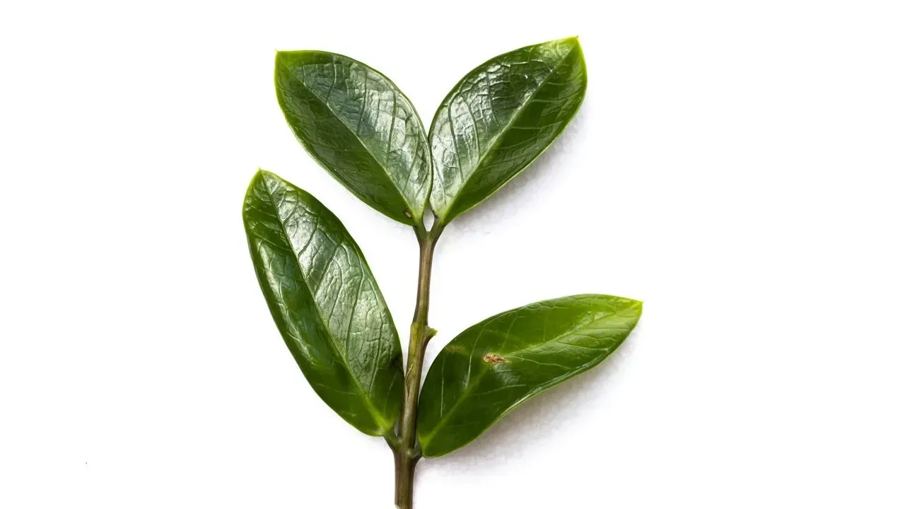 Bay Leaves Deliver Scent, Not Pantry Protection