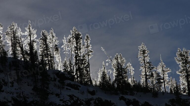 Why Some Trees Split Down the Middle on the Coldest Nights of Winter - Featured image