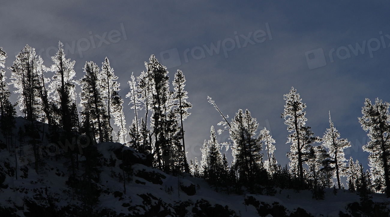 Why Some Trees Split Down the Middle on the Coldest Nights of Winter
