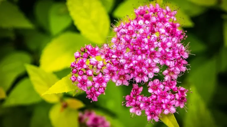 Shield Spirea Now for Reliable Spring Blooms - Featured image