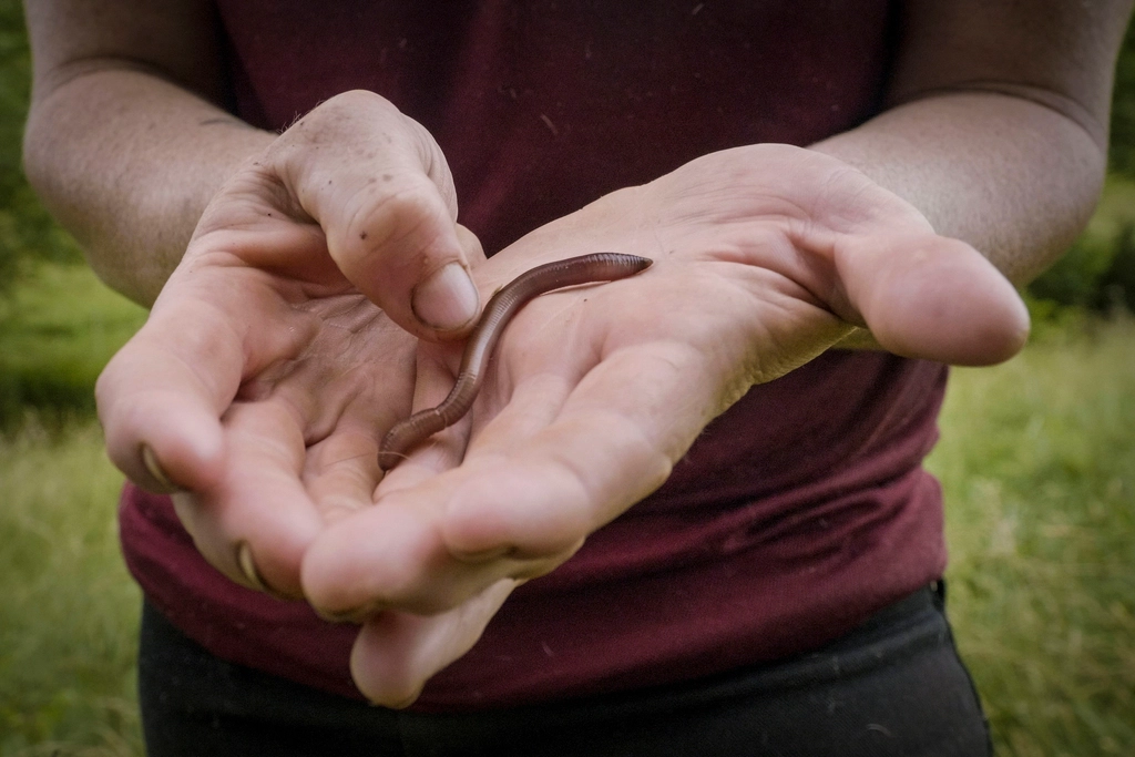 7 Strange Things That Appear in Backyards After Heavy Rain