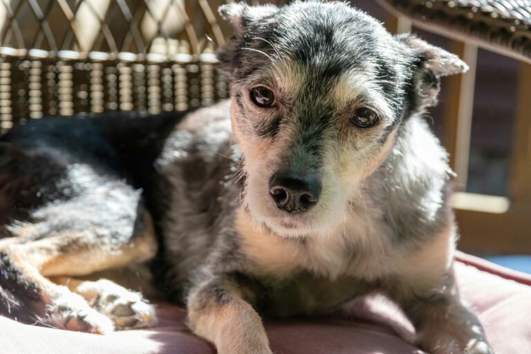 10 Changes in Older Dogs Vets Say Should Never Be Ignored - Featured image