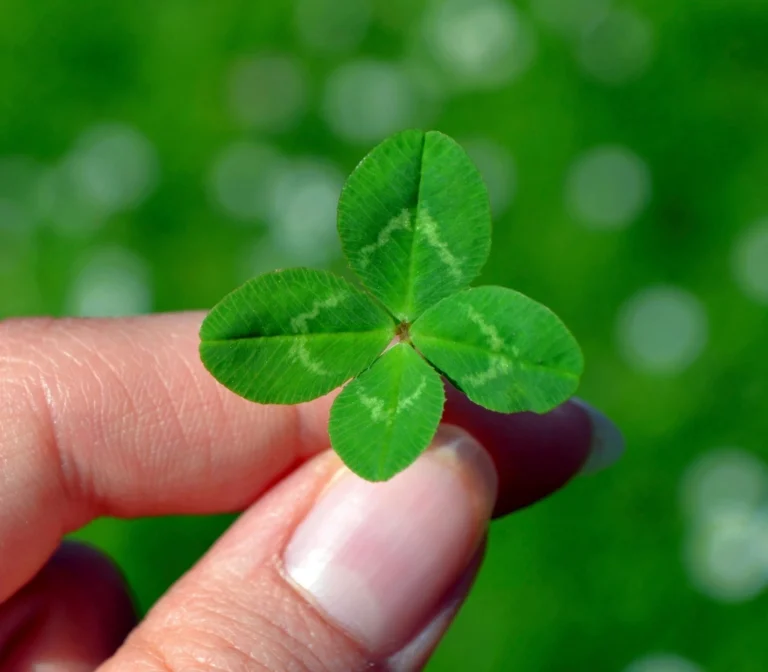 Why Clover Suddenly Spreads Across Your Yard – and Why It May Be Good News - Featured image