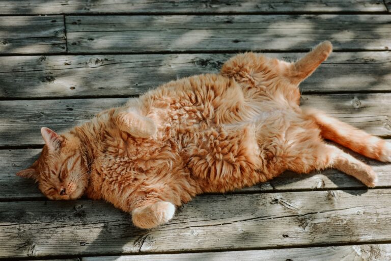 The Weight Loss in Older Cats Vets Say Owners Notice Too Late - Featured image