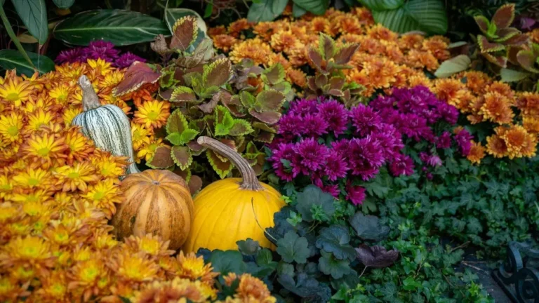 Southern Gardeners: Plant Sunflowers, Zinnias, and Marigolds Now for Fall Color - Featured image
