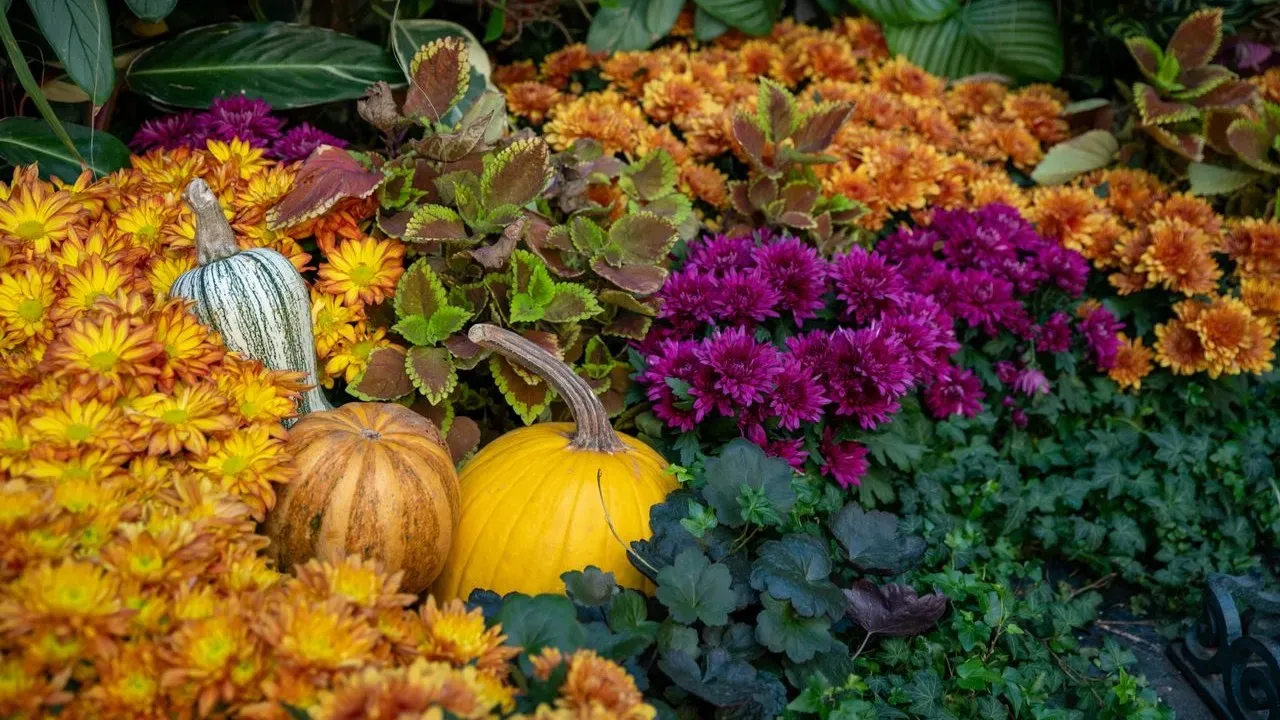 Southern Gardeners: Plant Sunflowers, Zinnias, and Marigolds Now for Fall Color