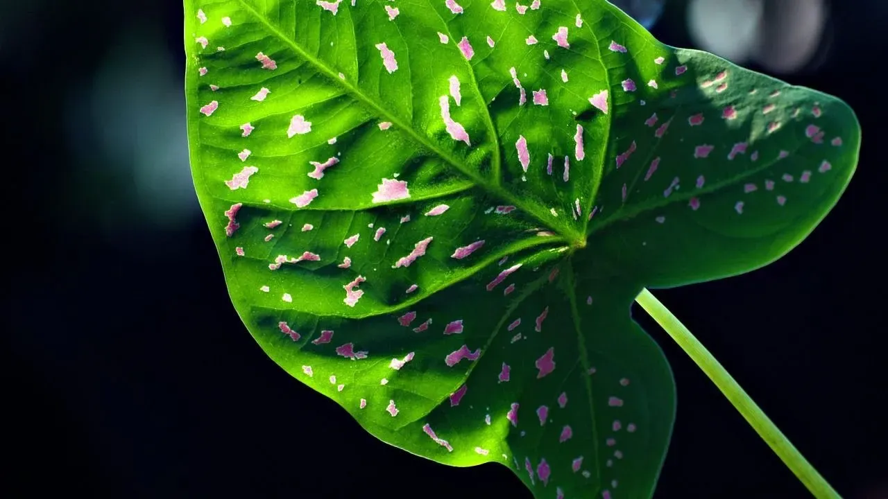 Lift Caladium Corms Before Frost Arrives