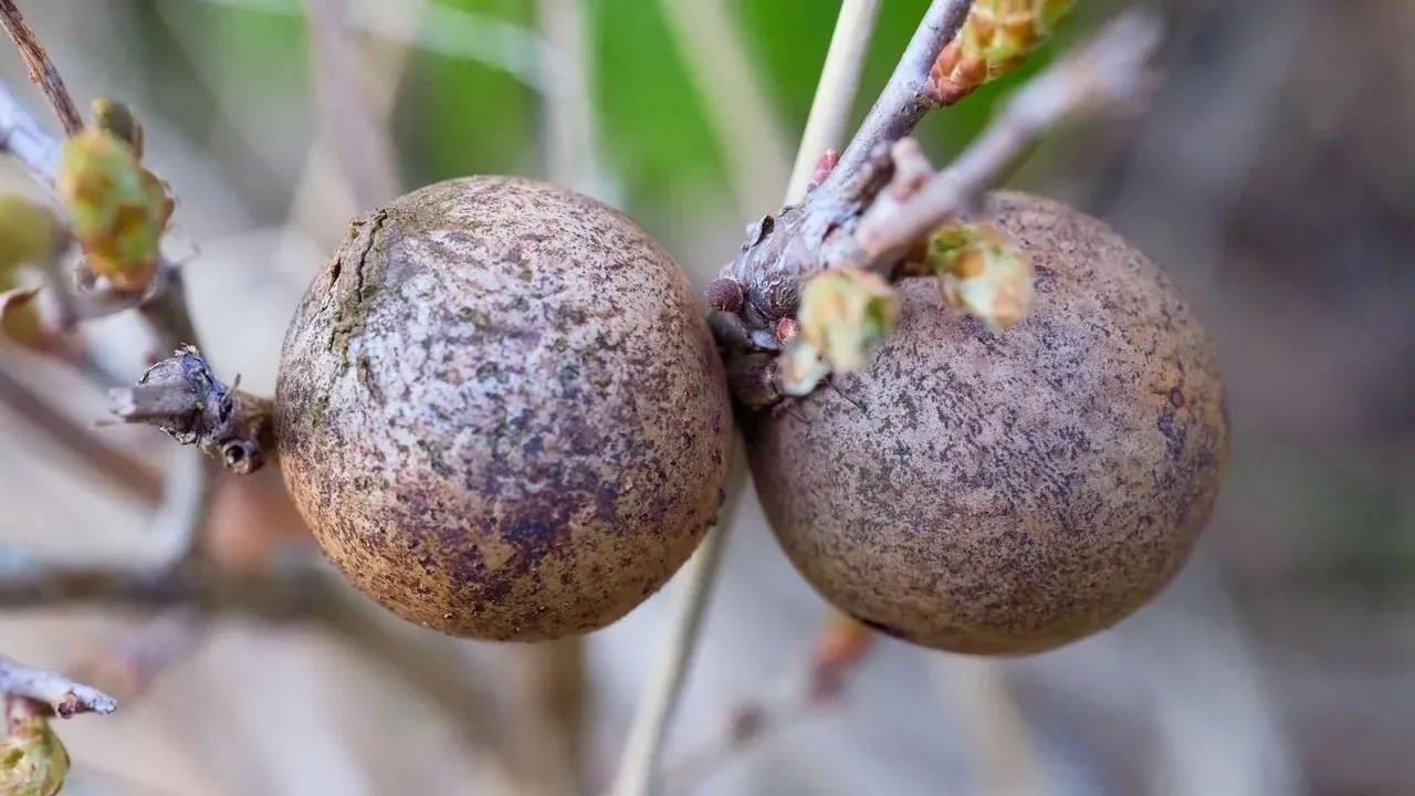 Daughter Spots Record Air Potato Bulbils